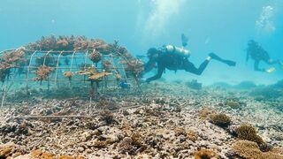 Fregate Island — усынови коралл: где ловить, не вредя рифу?