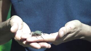 Fregate Island: редкий жук и морская рыбалка на чистых плоских