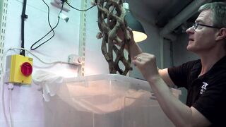 Fregate Island: редкий жук и морская рыбалка на чистых плоских