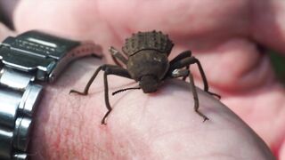 Fregate Island: редкий жук и морская рыбалка на чистых плоских