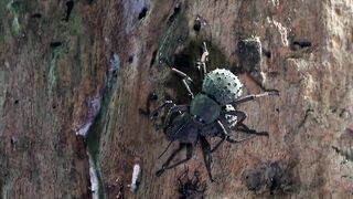 Fregate Island: редкий жук и морская рыбалка на чистых плоских