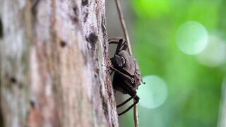 Fregate Island: редкий жук и морская рыбалка на чистых плоских