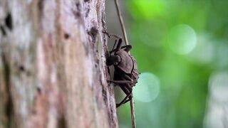 Fregate Island: редкий жук и морская рыбалка на чистых плоских