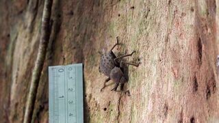 Fregate Island: редкий жук и морская рыбалка на чистых плоских