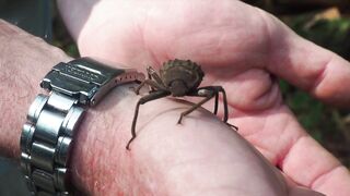 Fregate Island: редкий жук и морская рыбалка на чистых плоских