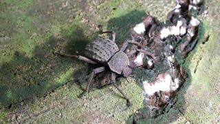 Fregate Island: редкий жук и морская рыбалка на чистых плоских