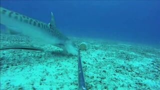 Fregate Island, Сейшелы: приманочная видеосъёмка BRUVS под водой, октябрь 2020