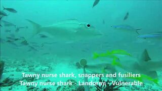 Fregate Island, Сейшелы: приманочная видеосъёмка BRUVS под водой, октябрь 2020