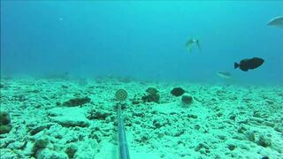 Fregate Island, Сейшелы: приманочная видеосъёмка BRUVS под водой, октябрь 2020