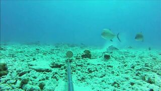 Fregate Island, Сейшелы: приманочная видеосъёмка BRUVS под водой, октябрь 2020