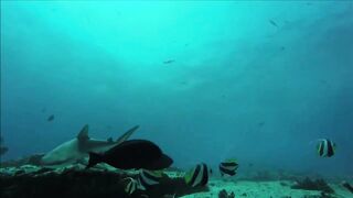 Fregate Island, Сейшелы: приманочная видеосъёмка BRUVS под водой, октябрь 2020
