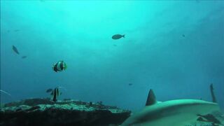 Fregate Island, Сейшелы: приманочная видеосъёмка BRUVS под водой, октябрь 2020