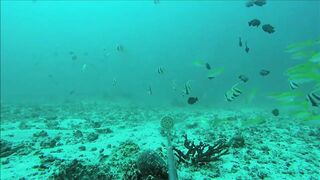 Fregate Island, Сейшелы: приманочная видеосъёмка BRUVS под водой, октябрь 2020