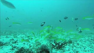 Fregate Island, Сейшелы: приманочная видеосъёмка BRUVS под водой, октябрь 2020