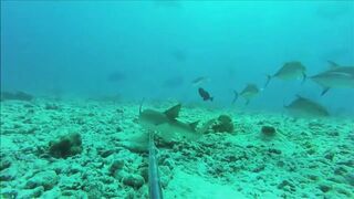 Fregate Island, Сейшелы: приманочная видеосъёмка BRUVS под водой, октябрь 2020