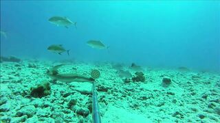 Fregate Island, Сейшелы: приманочная видеосъёмка BRUVS под водой, октябрь 2020