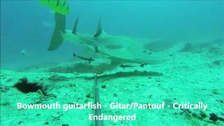 Fregate Island, Сейшелы: приманочная видеосъёмка BRUVS под водой, октябрь 2020