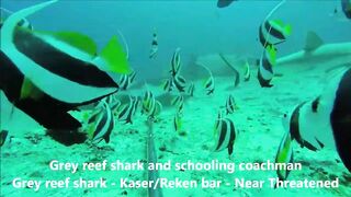 Fregate Island, Сейшелы: приманочная видеосъёмка BRUVS под водой, октябрь 2020