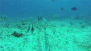 Fregate Island, Сейшелы: приманочная видеосъёмка BRUVS под водой, октябрь 2020