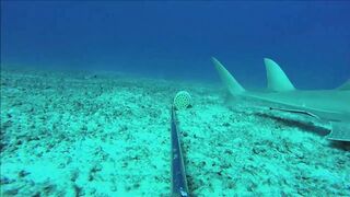 Fregate Island, Сейшелы: приманочная видеосъёмка BRUVS под водой, октябрь 2020