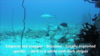 Fregate Island, Сейшелы: приманочная видеосъёмка BRUVS под водой, октябрь 2020