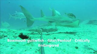 Fregate Island, Сейшелы: приманочная видеосъёмка BRUVS под водой, октябрь 2020