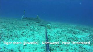 Fregate Island, Сейшелы: приманочная видеосъёмка BRUVS под водой, октябрь 2020