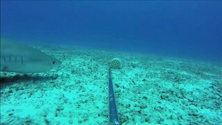 Fregate Island, Сейшелы: приманочная видеосъёмка BRUVS под водой, октябрь 2020