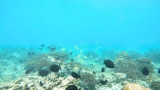 Fregate Private, Seychelles — стоит ли планировать морскую рыбалку в мае?