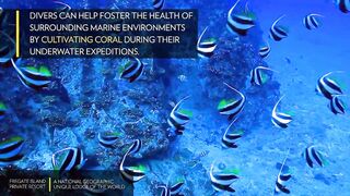 Fregate Island Private - National Geographic Lodges, что особенного