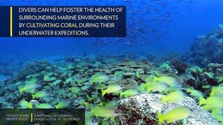 Fregate Island Private - National Geographic Lodges, что особенного