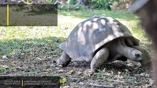 Fregate Island Private - National Geographic Lodges, что особенного