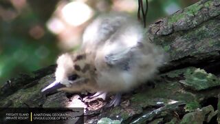Fregate Island Private - National Geographic Lodges, что особенного