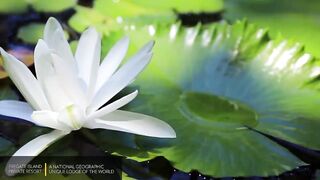 Fregate Island Private - National Geographic Lodges, что особенного