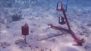 Fregate Island - BRUVS, кто приходит на приманку к камере