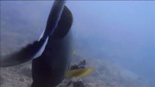 Fregate Island - BRUVS, кто приходит на приманку к камере