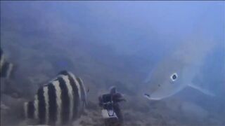 Fregate Island - BRUVS, кто приходит на приманку к камере