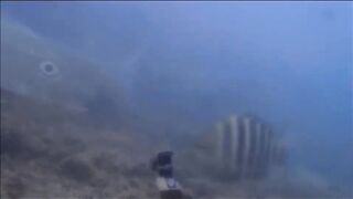 Fregate Island - BRUVS, кто приходит на приманку к камере