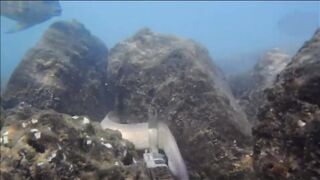 Fregate Island - BRUVS, кто приходит на приманку к камере