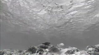 Fregate Island - BRUVS, кто приходит на приманку к камере