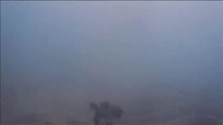 Fregate Island - BRUVS, кто приходит на приманку к камере