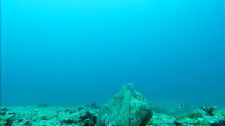 Fregate Island - BRUVS, кто приходит на приманку к камере