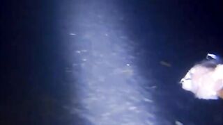 Fregate Island - BRUVS, кто приходит на приманку к камере