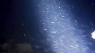 Fregate Island - BRUVS, кто приходит на приманку к камере