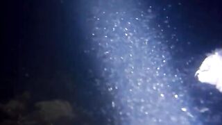 Fregate Island - BRUVS, кто приходит на приманку к камере