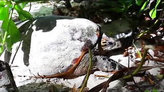 Fregate Island Private - опыт гостя: лагуны, риф и морская рыбалка