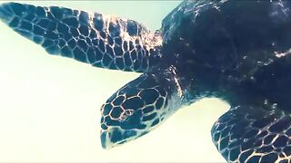 Fregate Island Private - опыт гостя: лагуны, риф и морская рыбалка