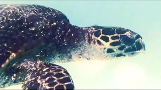 Fregate Island Private - опыт гостя: лагуны, риф и морская рыбалка