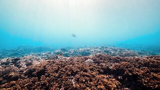 Fregate Island — восстановление кораллов: влияет ли на клев у рифа?