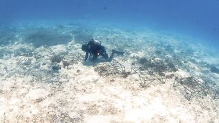 Fregate Island — восстановление кораллов: влияет ли на клев у рифа?